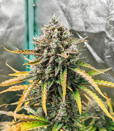 Семена сорта Crime Caramel Auto fem (Семяныч)