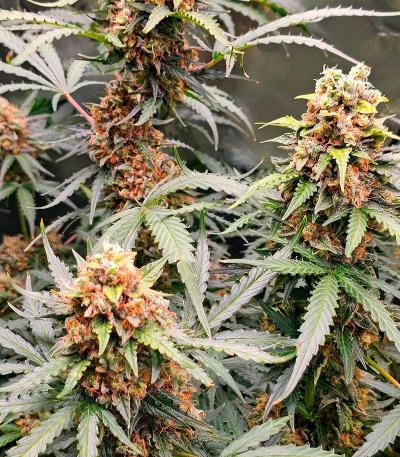 Семена сорта Grand Gorilla Purple Auto fem (Семяныч)