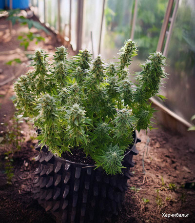 Семена сорта Gorilla Cookies Auto fem (FastBuds)