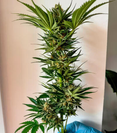 Семена сорта Jealousy Kush fem (Seedkeepers)