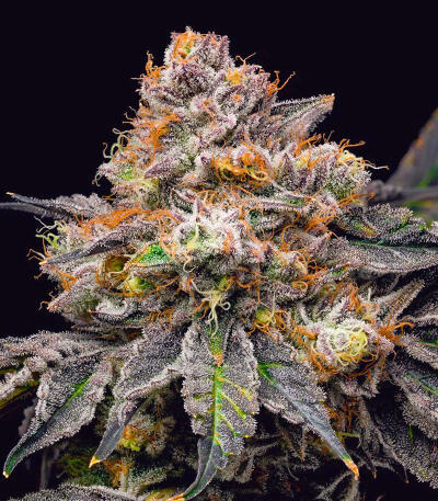 Семена сорта Permanent Marker Auto fem (7CH American)