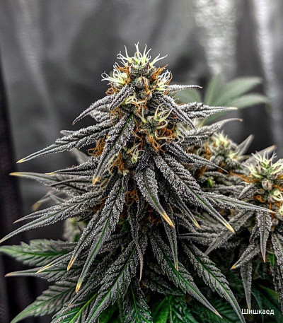 Семена сорта LSD-25 Auto fem