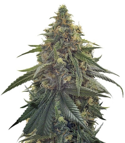 Семена сорта Desert Diesel fem