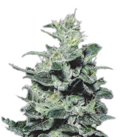 Семена сорта Nebula fem (Paradise Seeds)