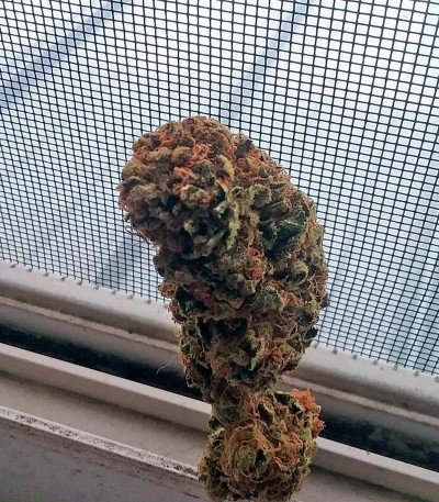 Семена сорта Afghan Kush fem (World of Seeds)