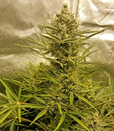 Семена сорта Blue Cheese Autoflowering fem (Dinafem Seeds)
