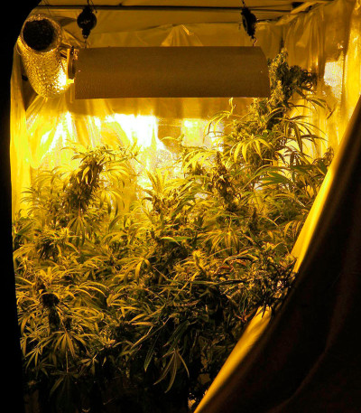 Семена сорта Brazil Amazonia fem (World of Seeds)