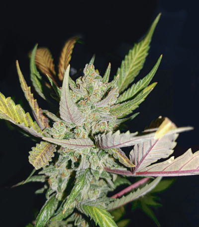 Семена сорта Gorilla Cookies Auto fem (FastBuds)