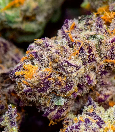 Семена сорта Grapes fem (UKHTA)