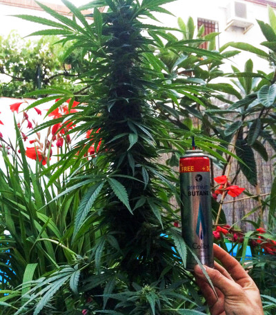 Семена сорта Membrana Hiper Auto fem (VIP seeds)