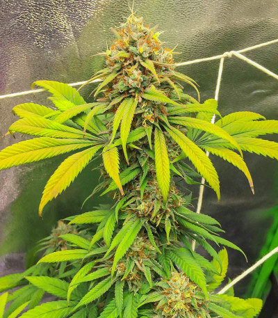 Семена сорта Sith OG fem (AlphaFem Seeds)