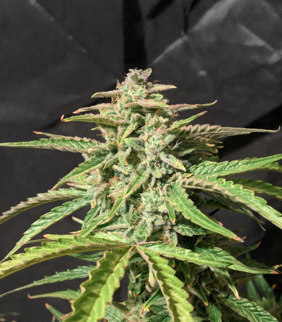 Семена сорта Wedding Cake fem (Cali Buds Seeds)