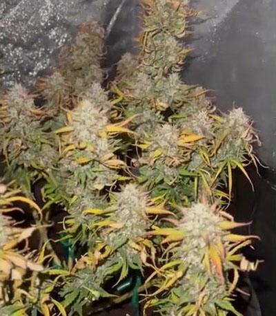 Семена сорта Runtz Auto fem (Barney's Farm)