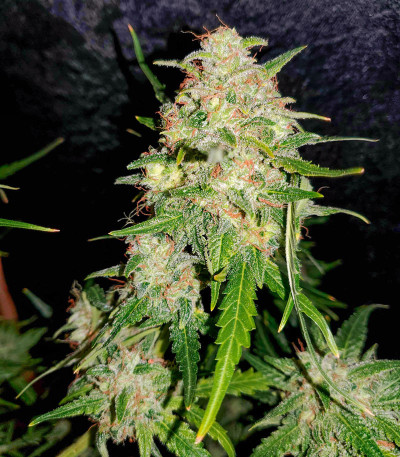 Семена сорта Bruce Banner Auto (Monster Genetics)