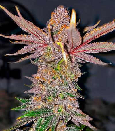 Семена сорта Lemons fem (UKHTA)