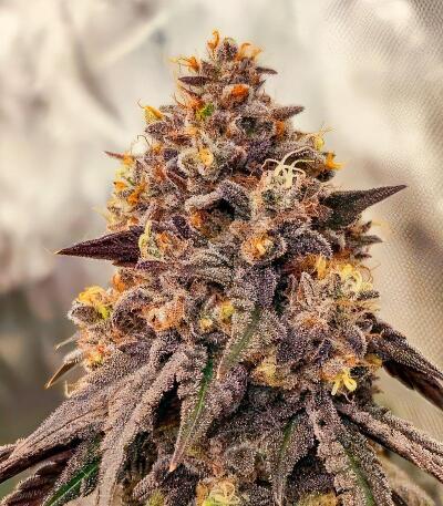 Семена сорта Marshmallow OG fem (Compound Genetics)