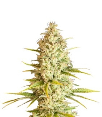 Семена сорта Critical VIP fem (VIP seeds)