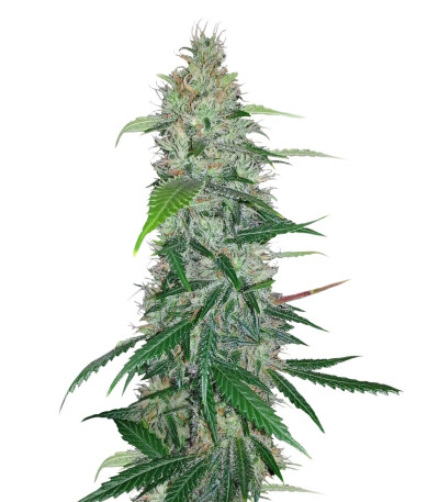 Семена сорта Shiva Skunk reg (Sensi Seeds)
