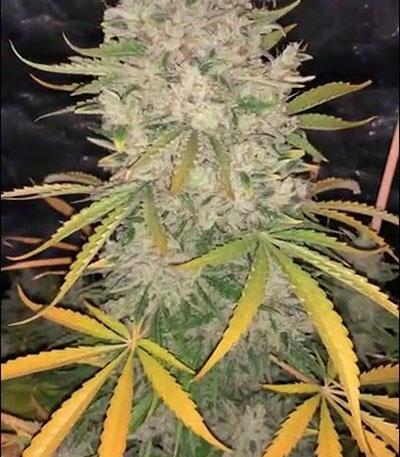 Семена сорта Lemon Pie Auto fem (FastBuds)