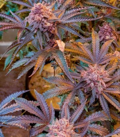 Семена сорта Insane OG