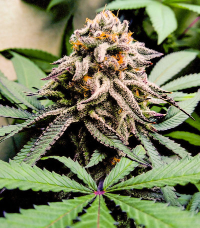 Семена сорта Mimosa Evo fem (Barneys Farm)