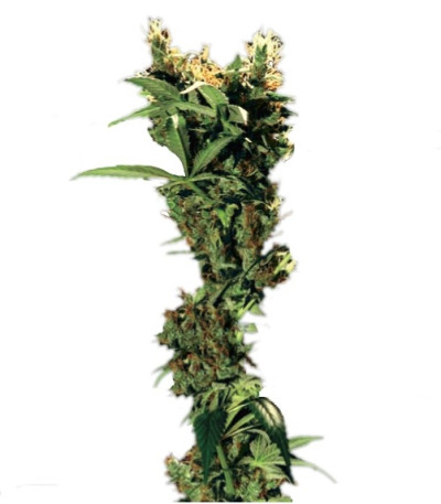 Семена сорта Arjan's Strawberry Haze fem