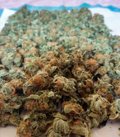 Семена сорта Tangerine Dream fem (Barney's Farm)