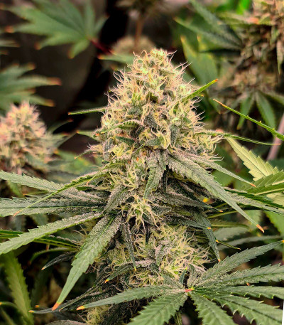 Семена сорта Fast Flowering OGKZ fem (Humboldt Seeds)