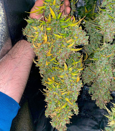 Семена сорта Gorilla Crunch Auto fem от Семяныча