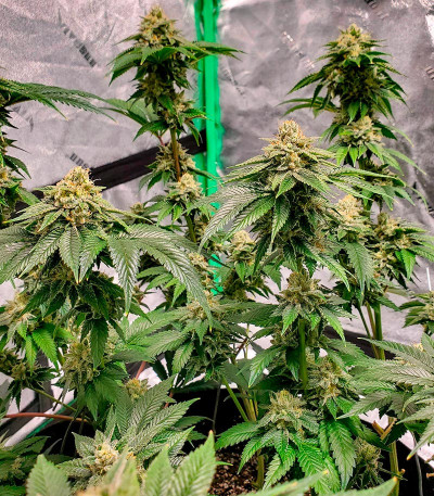 Семена сорта Motor Breath fem (7CH American)