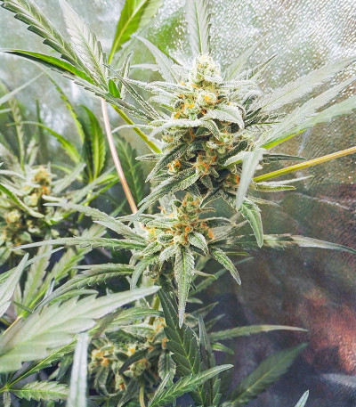 Семена сорта Vision Critical Auto Fem (Vision Seeds)