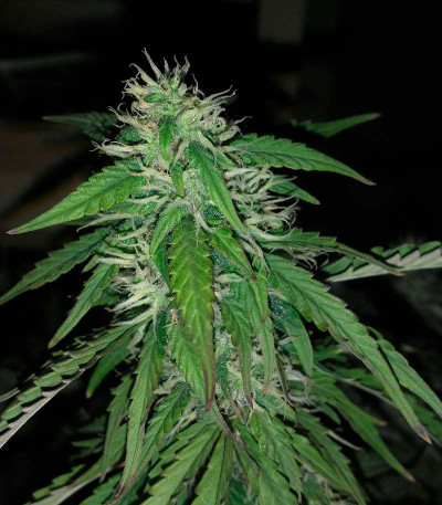 Семена сорта Torpedo fem (VIP seeds)