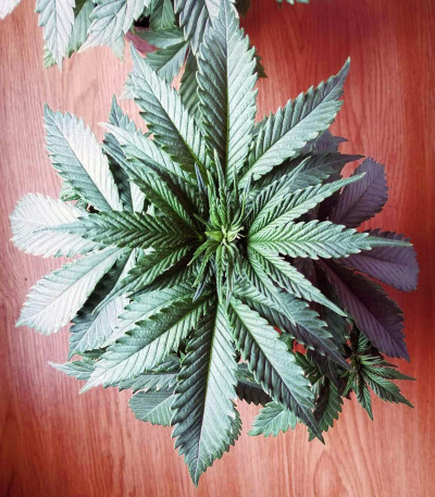 Семена сорта Critical Neville Haze 2.0 fem (Delicious Seeds)