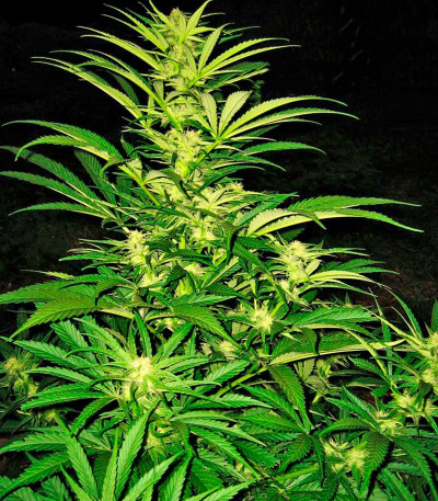 Семена сорта Critical Mass CBD fem