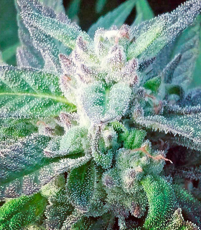 Семена сорта Sapphire OG fem (Humboldt Seed Organization)