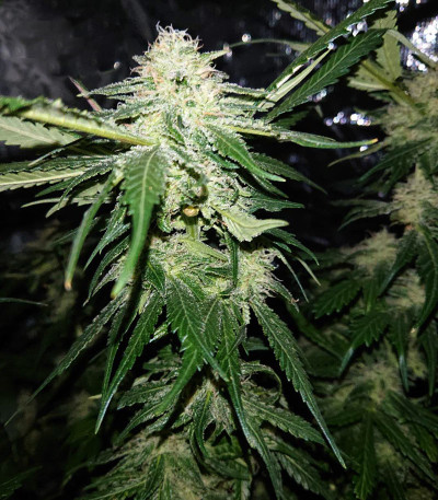 Семена сорта Triple Cheese fem (Barney's Farm)