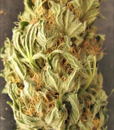 Семена сорта White Widow fem (Семяныч)