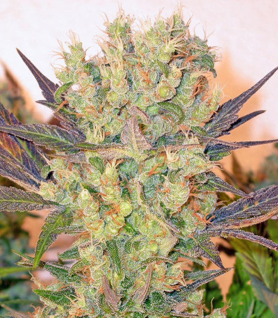 Семена сорта Motavation fem (Serious Seeds)