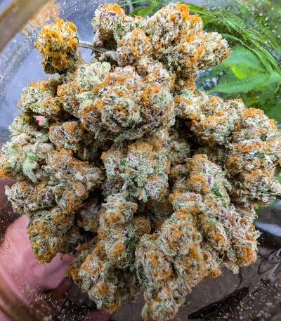 Семена сорта Purple Punch F1 fem (Seedkeepers)