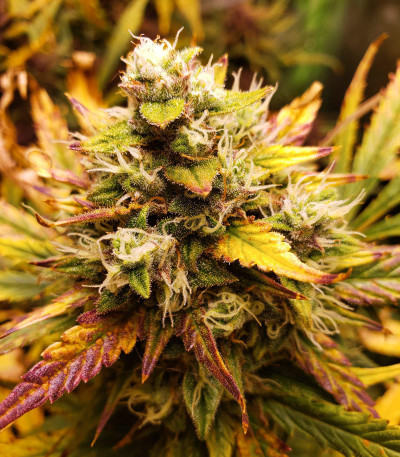 Семена сорта Tangie Auto fem