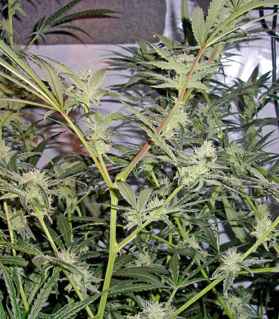 Семена сорта Trainwreck reg (Humboldt Seeds)