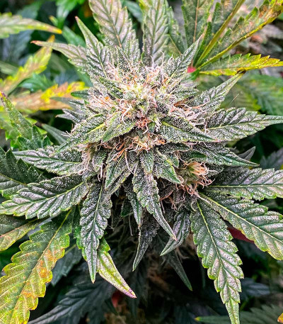 Семена сорта GMO fem (Barney's Farm)
