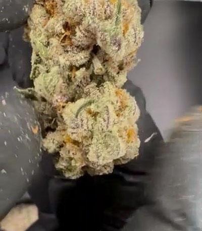Семена сорта Delicious Cookies fem (Delicious Seeds)