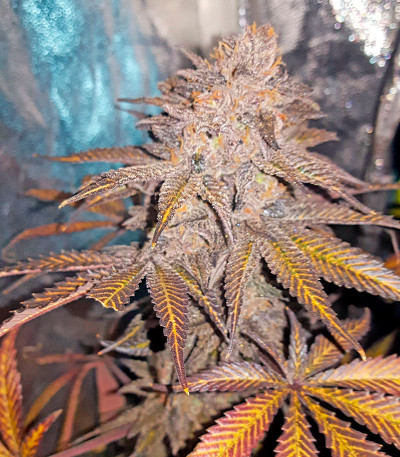 Семена сорта Chocolate Mint OG fem