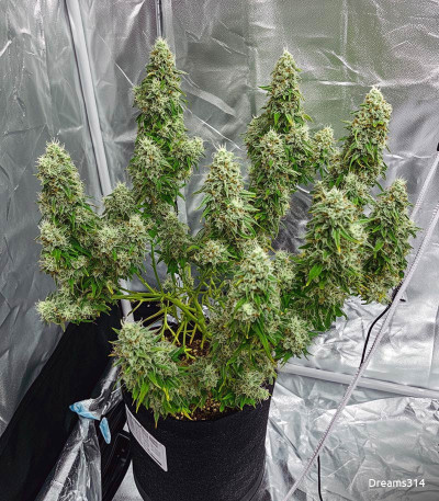 Семена сорта Johnny Cage Auto fem (Семяныч)