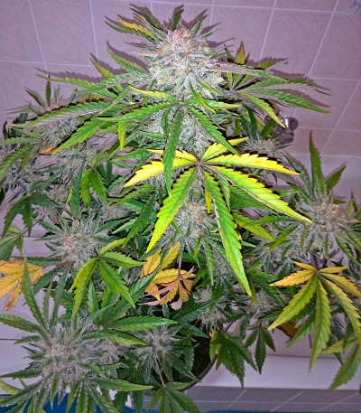Семена сорта Industrial Plant Autoflowering CBD fem