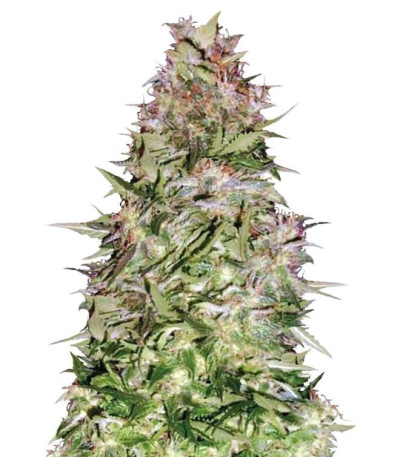 Семена сорта Auto White Prussian fem