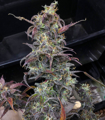 Семена сорта Auto Orange Bud fem (Dutch Passion)