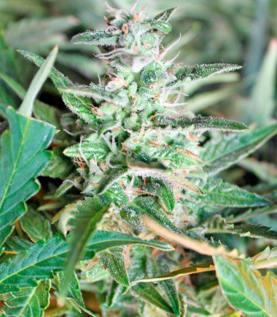 Семена сорта Gnomo Auto fem (Kannabia Seed Company)