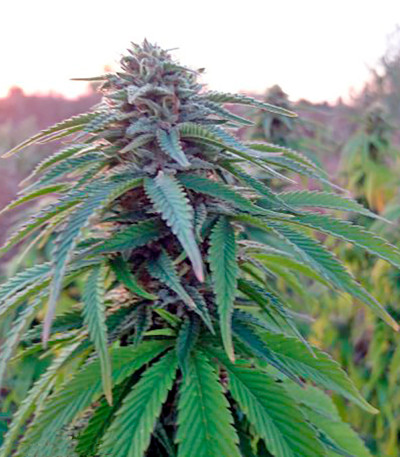 Семена сорта Lost Coast OG fem (Humboldt Seeds)